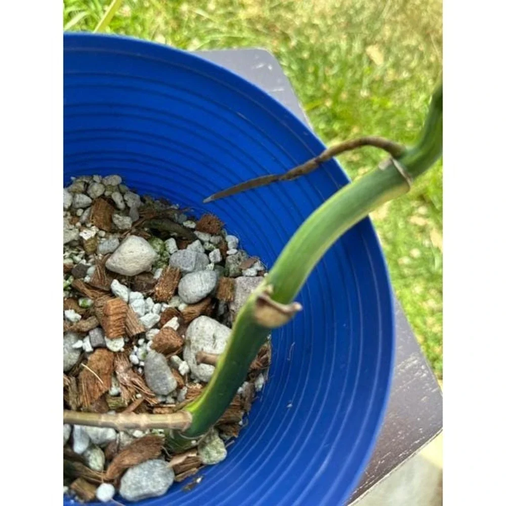 Monstera Aurea Variegated – Exact Live Rooted Plant - US Seller - A3